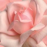 0 Shabby Chic Emporium Top Site List